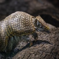 Kugelg&uuml;rteltier