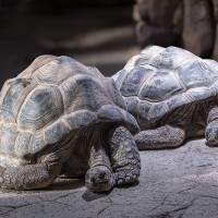 Aldabra-Riesenschildkr&ouml;ten - fr&uuml;her Seychellen Riesenschildkr&ouml;te