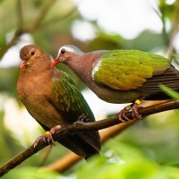 Graukappen-Glanztaube