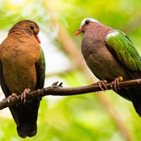 Graukappen-Glanztaube