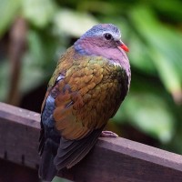 Graukappen-Glanztaube