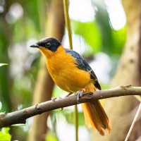 Schneescheitelr&ouml;tel, Wei&szlig;scheitelr&ouml;tel