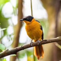 Schneescheitelr&ouml;tel, Wei&szlig;scheitelr&ouml;tel