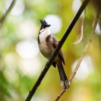 Rotohrb&uuml;lb&uuml;l