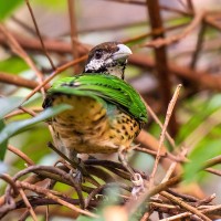 Wei&szlig;ohr-Laubenvogel