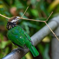 Wei&szlig;ohr-Laubenvogel