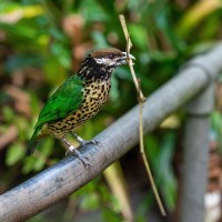 Wei&szlig;ohr-Laubenvogel