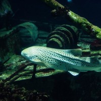 Leopardenhai, Zebrahai