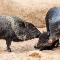 Chaco-Pekari