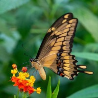 Gro&szlig;er Schwalbenschwanz