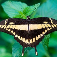 K&ouml;nigs-Schwalbenschwanz