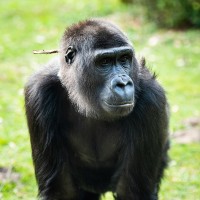 Gorilla