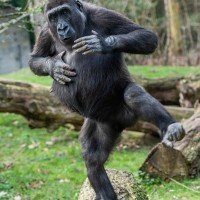 Gorilla