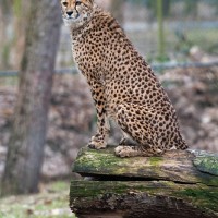Gepard