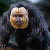 Wei&szlig;gesicht-Saki