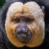 Wei&szlig;gesicht-Saki