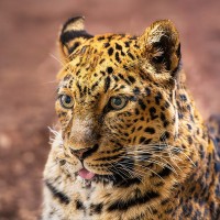 China-Leopard