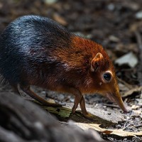 R&uuml;sselh&uuml;ndchen