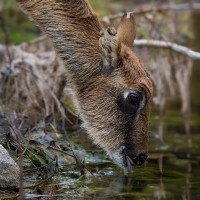 Wei&szlig;nacken-Moorantilope