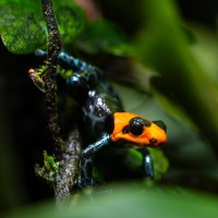 Pampas-del-Sacramento-Baumsteiger