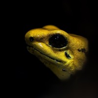 Schrecklicher Pfeilgiftfrosch