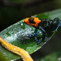 Pampas-del-Sacramento-Baumsteiger