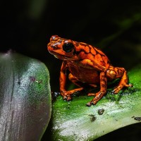 Vincente-Baumsteiger