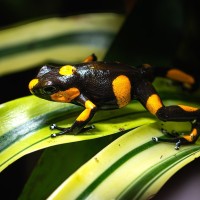 Lehmanns Pfeilgiftfrosch