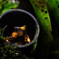 Lehmanns Pfeilgiftfrosch