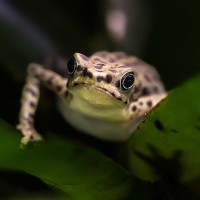 Rio-Pescado-Harlekinkr&ouml;te