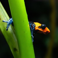 Pampas-del-Sacramento-Baumsteiger