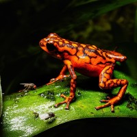 Vincente-Baumsteiger