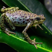 Rio-Pescado-Harlekinkr&ouml;te