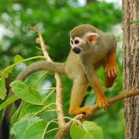 Totenkopf&auml;ffchen