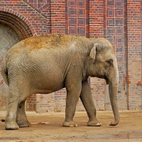 Asiatischer Elefant