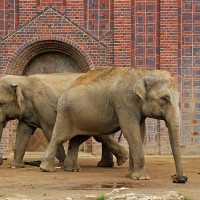 Asiatischer Elefant