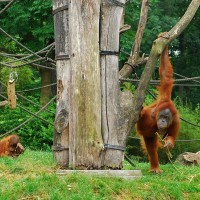 Orang Utan