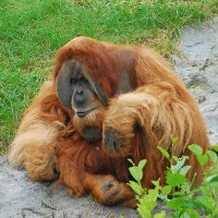 Orang Utan