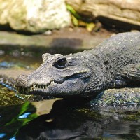 Stumpfkrokodil