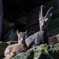 Sibirischer Steinbock