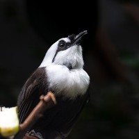 Schwarzwei&szlig;h&auml;herling