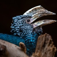 Silberwangen-Hornvogel