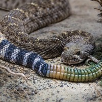 Diamant-Klapperschlange