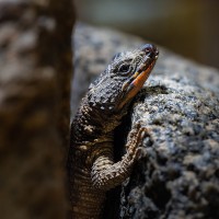 Mosambik-G&uuml;rtelschweif