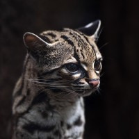 Langschwanzkatze, Margay