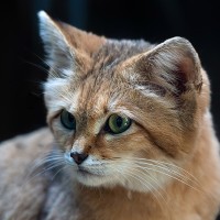 Sandkatze, W&uuml;stenkatze