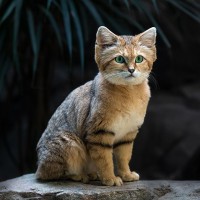 Sandkatze, W&uuml;stenkatze