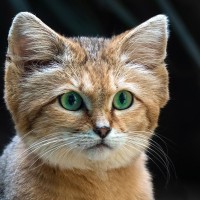 Sandkatze, W&uuml;stenkatze