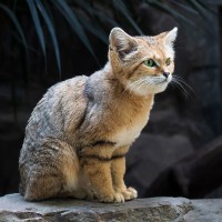 Sandkatze, W&uuml;stenkatze