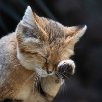 Sandkatze, W&uuml;stenkatze
